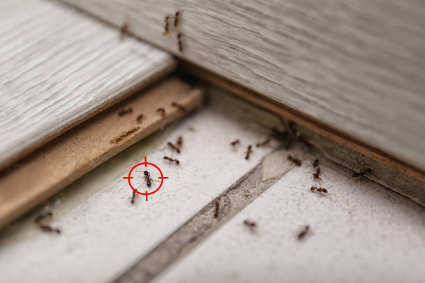 Best Flea Control Services  in Roman Forest, TX