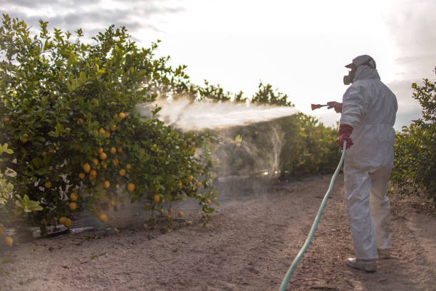 Best Mosquito Control Services  in Roman Forest, TX