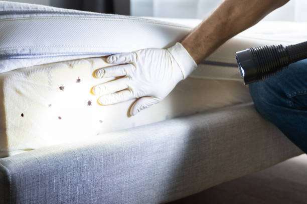 Best Pest Prevention Services  in Roman Forest, TX