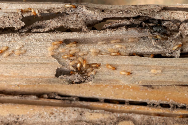 Best Emergency Pest Control  in Roman Forest, TX