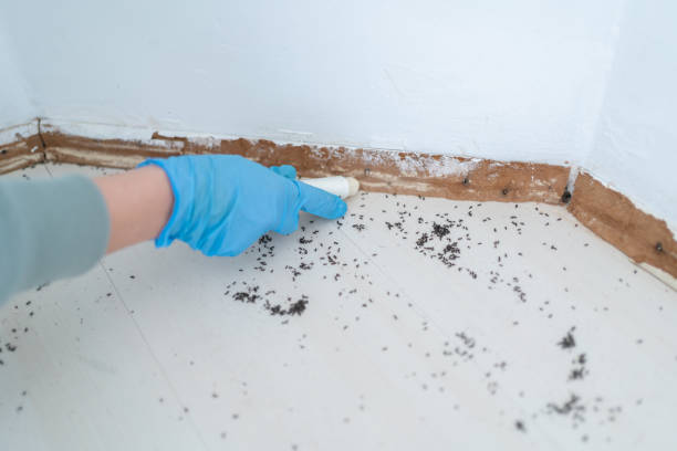 Flea Control Services in Roman Forest, TX