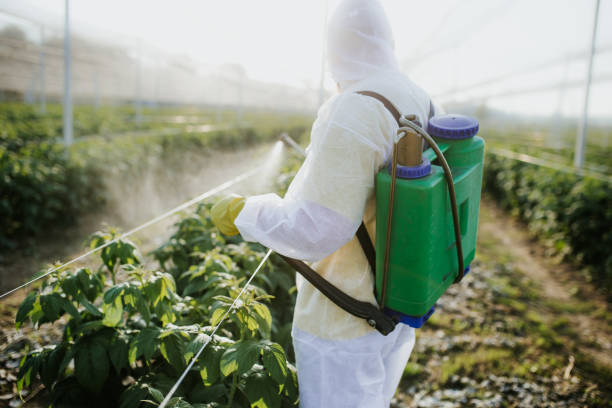 Best Affordable Pest Control Services  in Roman Forest, TX